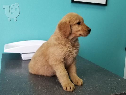 PoulaTo: Κουτάβια Golden Retriever